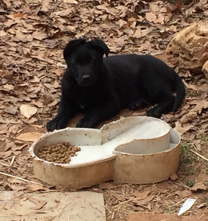 German Shepherd Pups Akc Dogs Rockdalenewtoncitizen Com