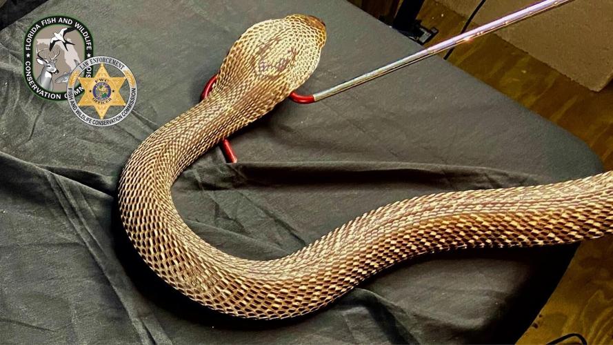 Did You Know?: A Woman Tried Smuggling 65 Snakes Through Security