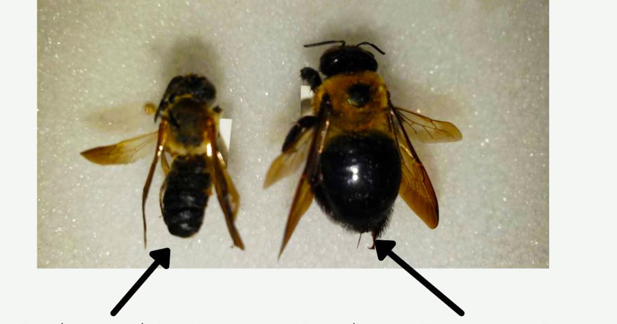 Giant invasive bees could threaten native pollinators | News ...