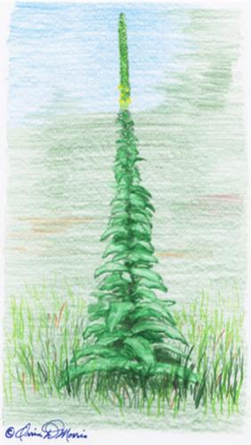 MORRIS: This wonder plant has many uses Features