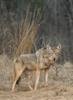 Newton County grants permission for coyote hunting near landfill