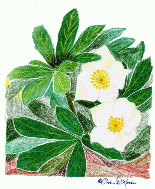 Orrin Morris Christmas Rose A Reminder Of God S Greatest Gift Faith Rockdalenewtoncitizen Com