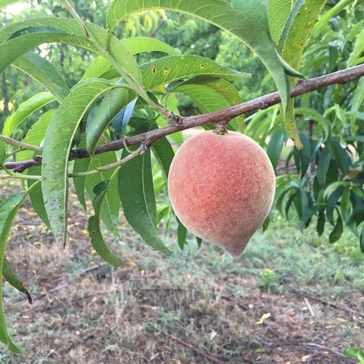 Here's where you can get fresh peaches in Features