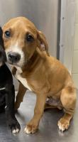 Newton County Adoptable Pets - Week of March 24