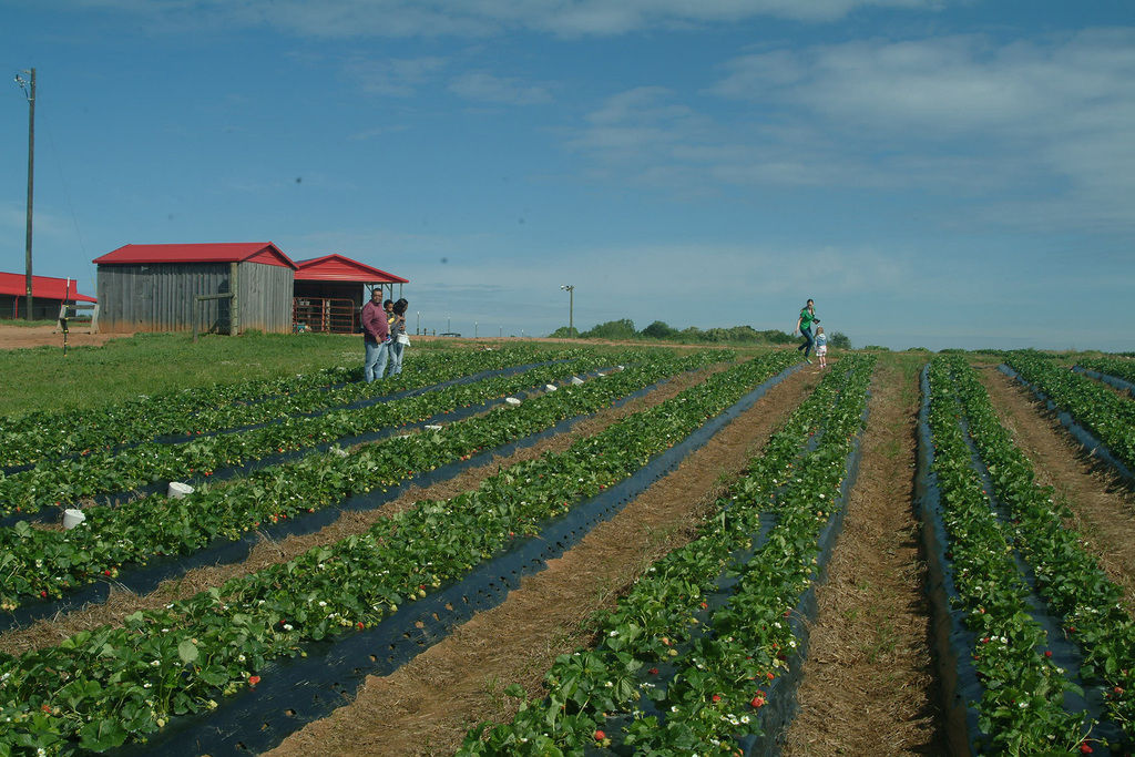 Mitcham Farm in Oxford, Southern Belle Farm in McDonough offer upick