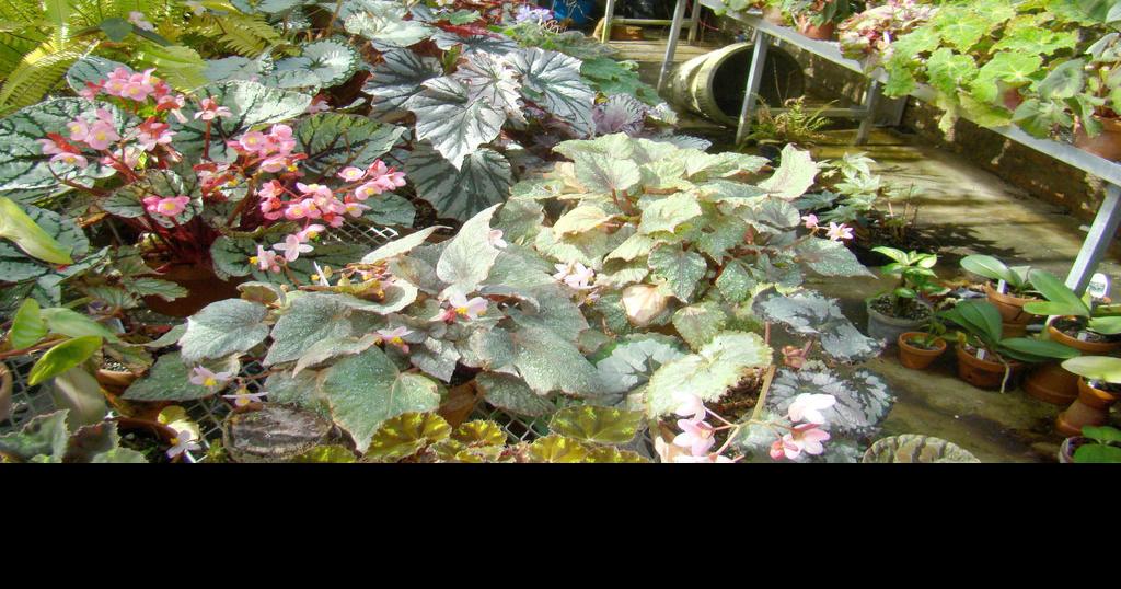 Consumer Qs What to do if radishes are too hot