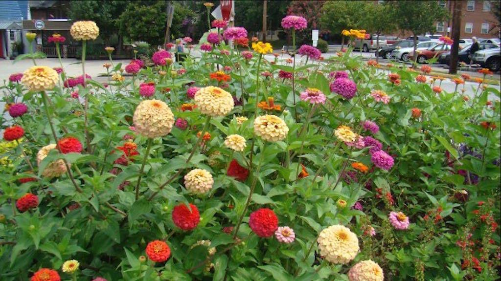 CONSUMER Qs Not too late to plant colorful zinnias Newton