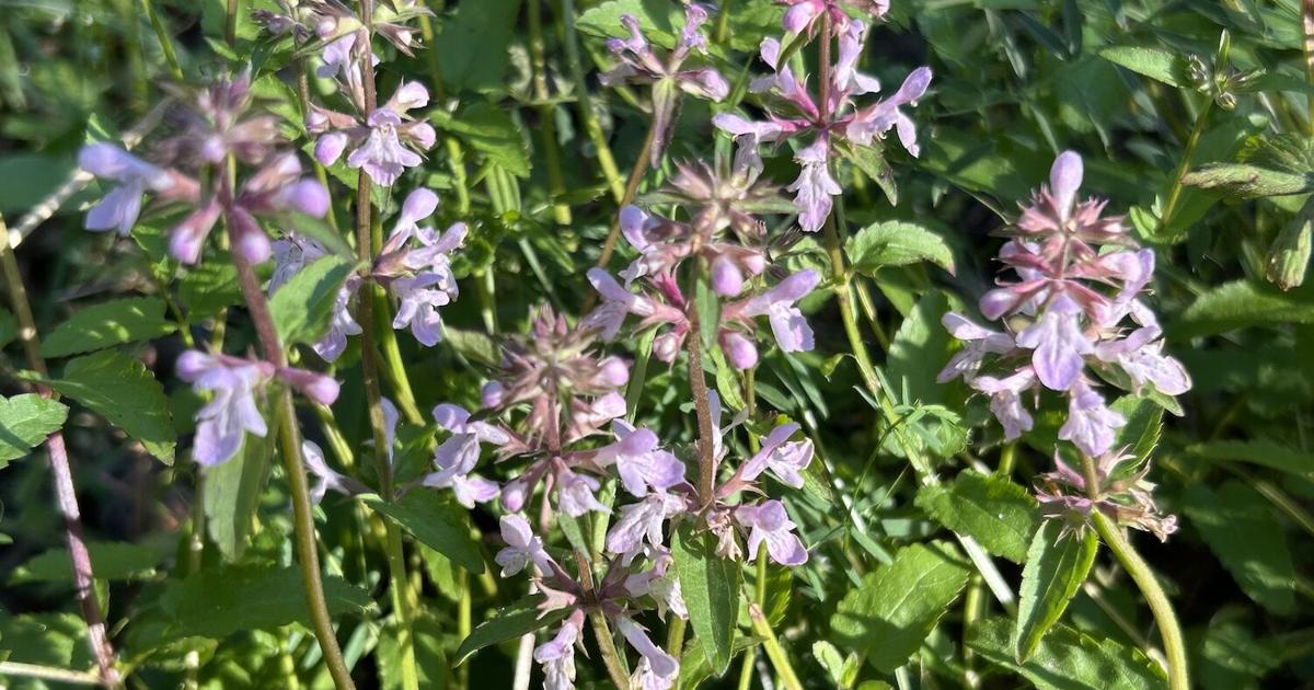 Mystery Plant: Florida Betony, Rattlesnake weed, Stachys floridana ...