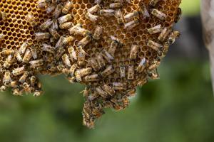 The tiniest patient: Teaching veterinarians to treat bees