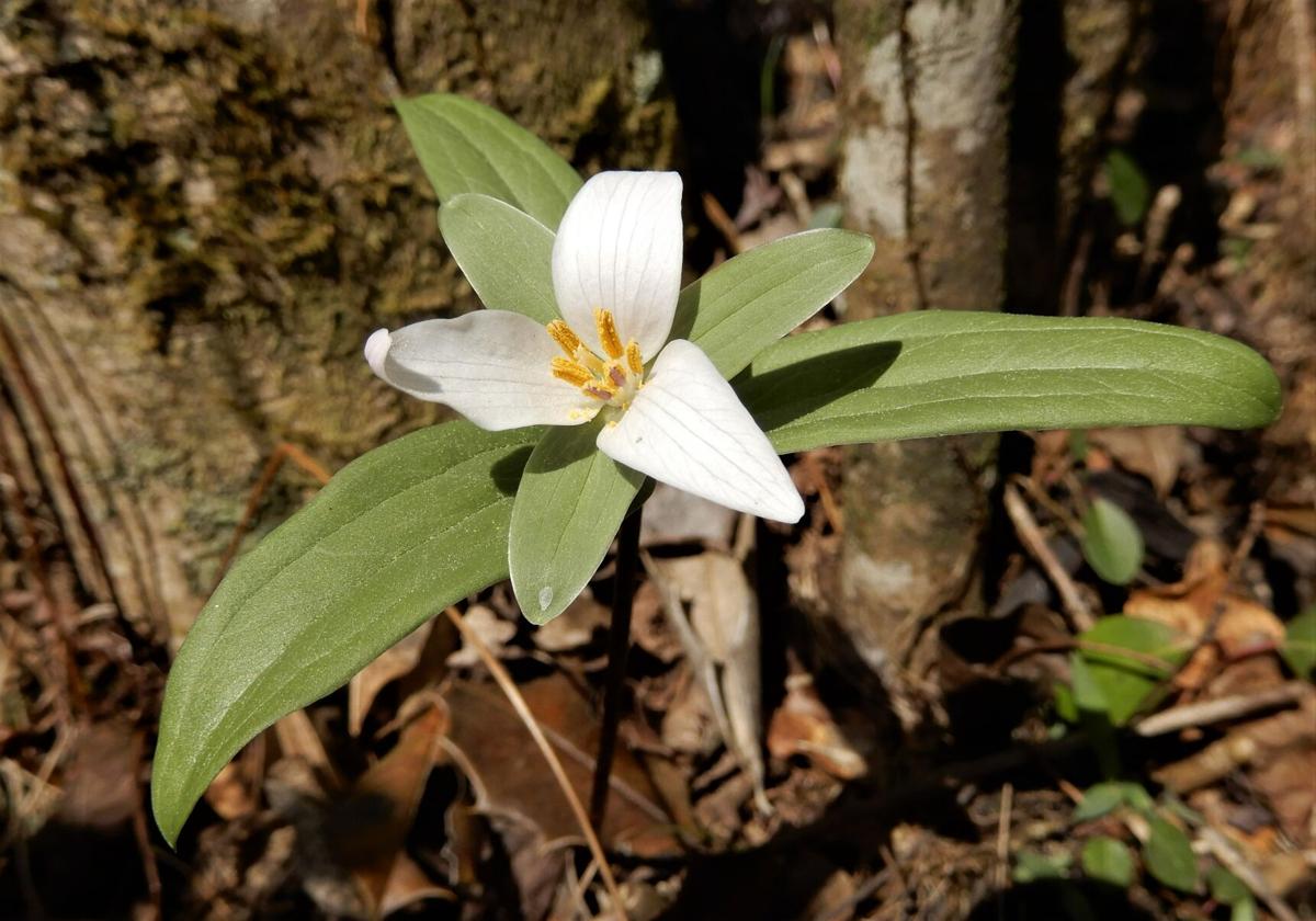 are trillium plants safe for use around dogs