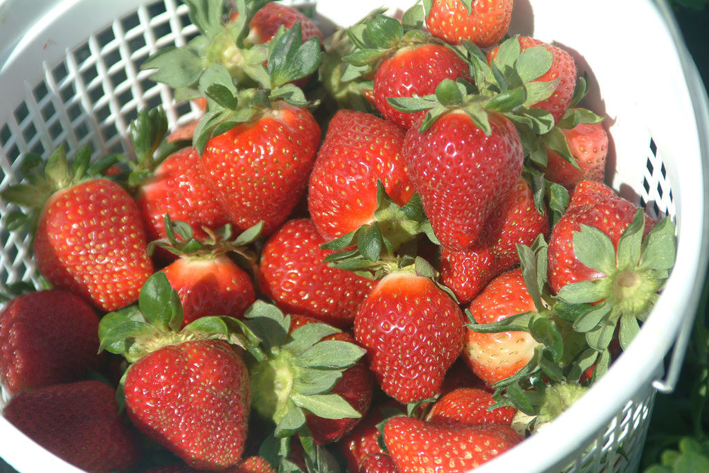 Mitcham Farm in Oxford, Southern Belle Farm in McDonough offer upick