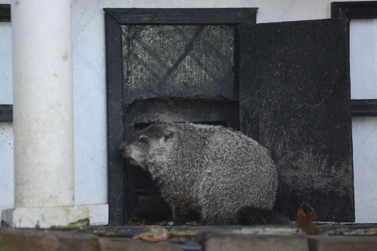 iconic groundhog Gen. Beauregard Lee relocates to Butts