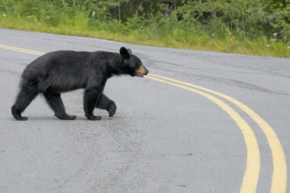 Spring sightings of black bears not unusual in News