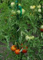 Harvesting red and green tomatoes