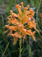 Mystery Plant: 'Yellow fringed orchid,' Platanthera ciliaris