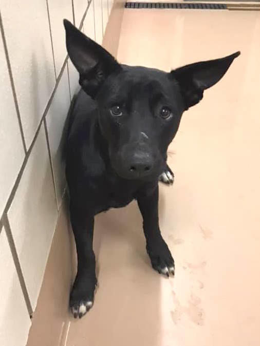 Shepherd and best sale terrier mix