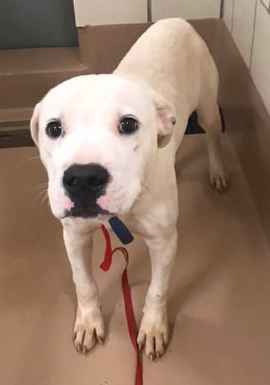 6 month old american bulldog