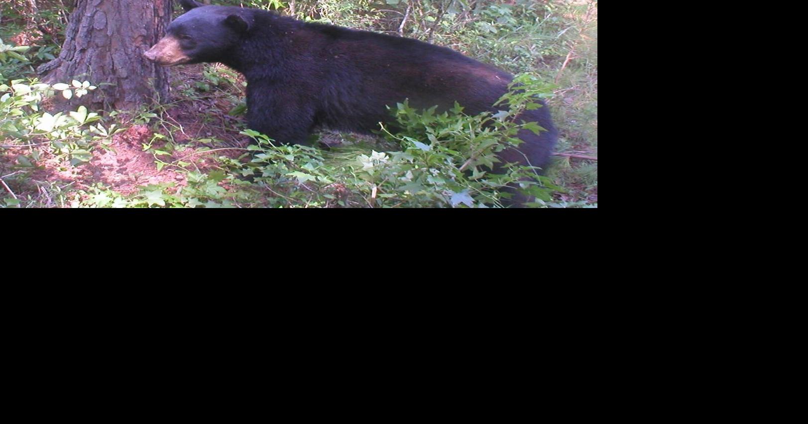 Nature called — it wants you to pick up your trash and be 'BearWise'