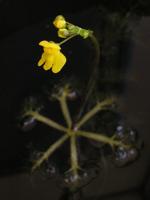Mystery Plant: Floating bladderwort, Utricularia inflata