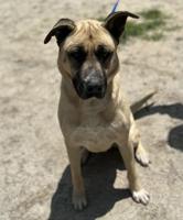 Newton County Adoptable Pets - Week of May 26