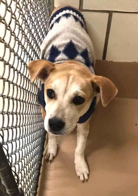 Check Out These Dogs And Cats Available For Adoption At The Rockdale County Animal Shelter Multimedia Rockdalenewtoncitizen Com