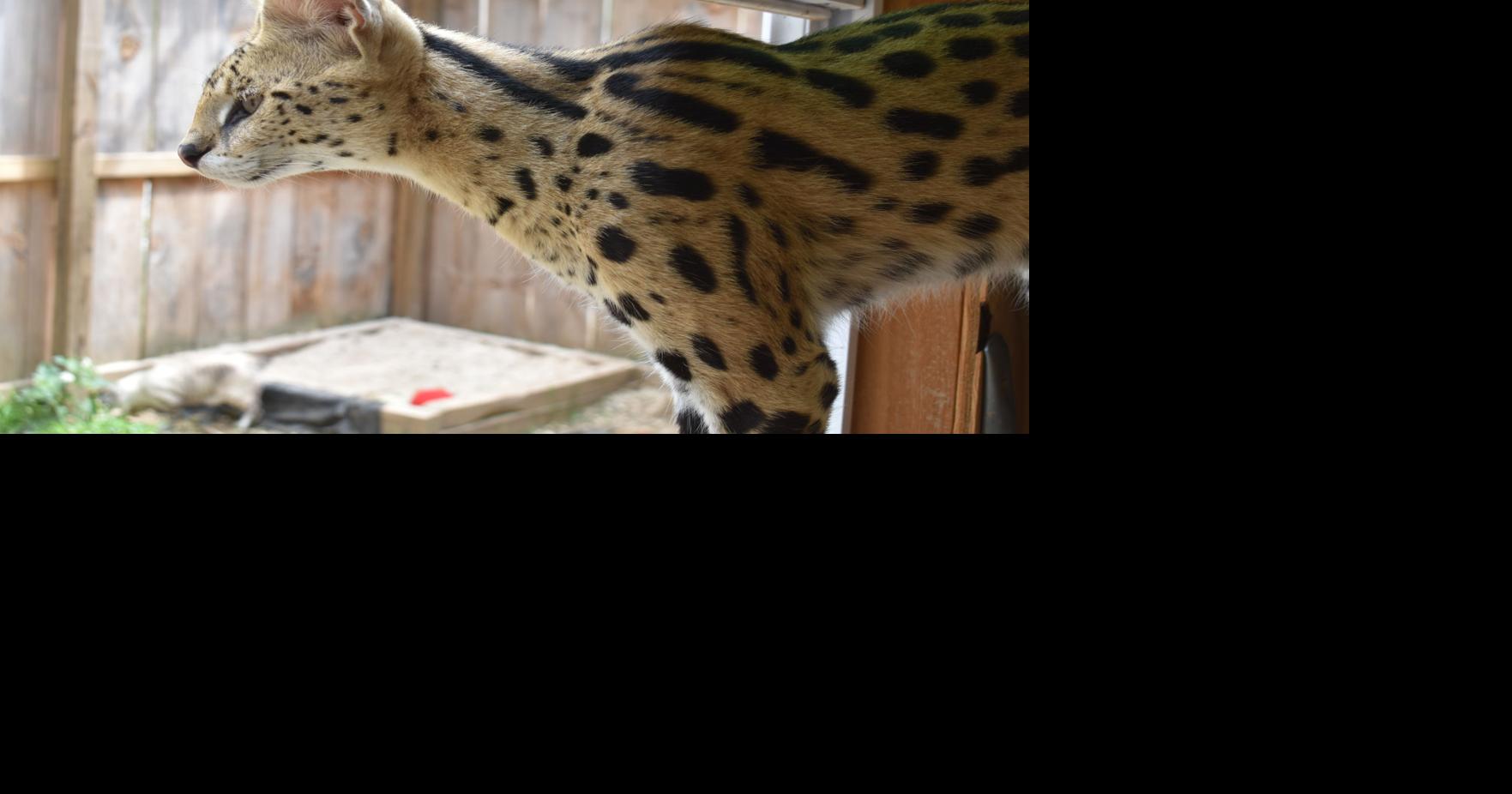 Hand Me Down Zoo in Winder takes interactive approach to educating