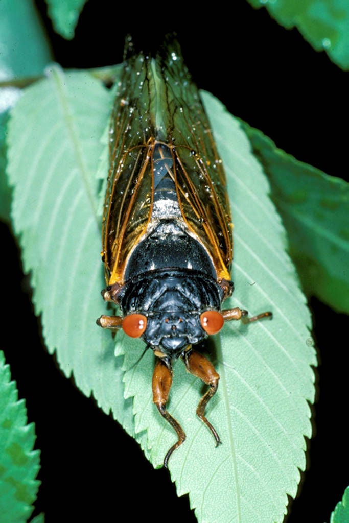 Periodical cicadas return to Georgia | News ...