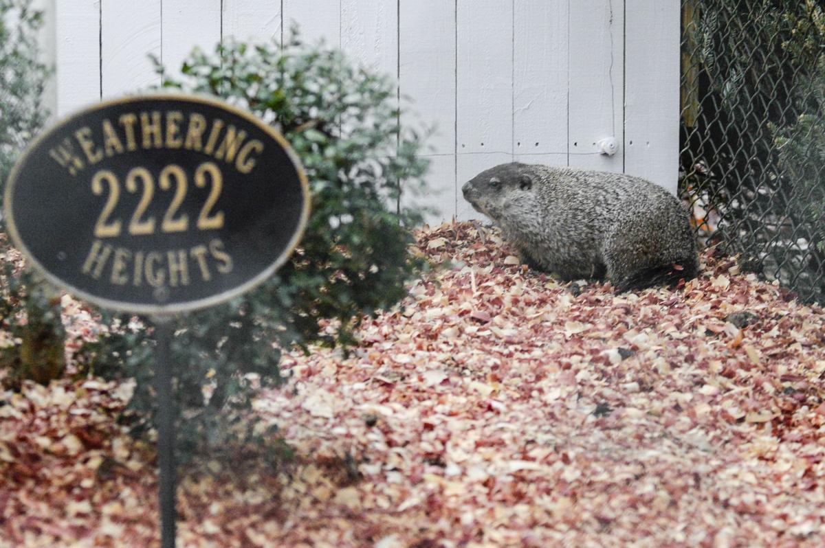 iconic groundhog Gen. Beauregard Lee relocates to Butts