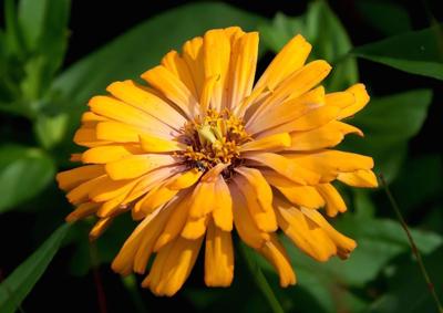 Fif Flowers To Grow If You Live In Georgia Rockdale
