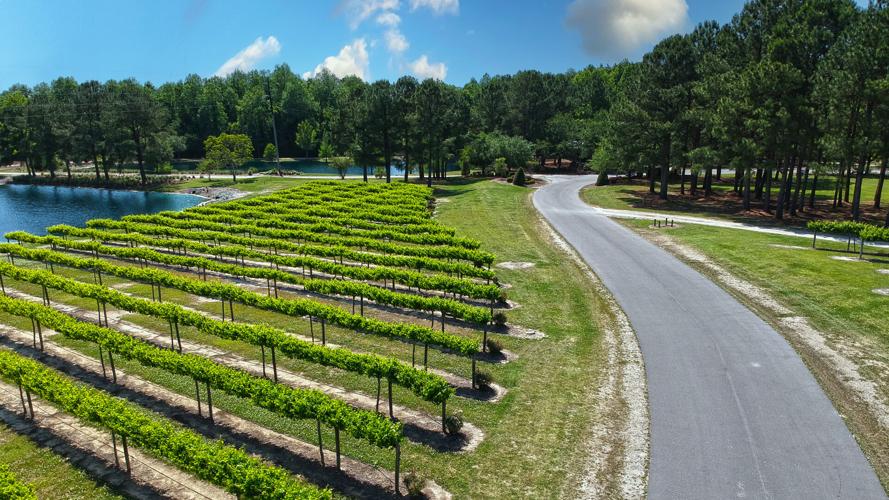 Duplin Winery adapts to market changes with new small batches | Special ...
