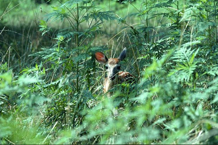 NC Wildlife Resource Commission offers guidance for animal encounters