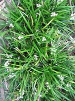 Garden - Mondo Grass 2