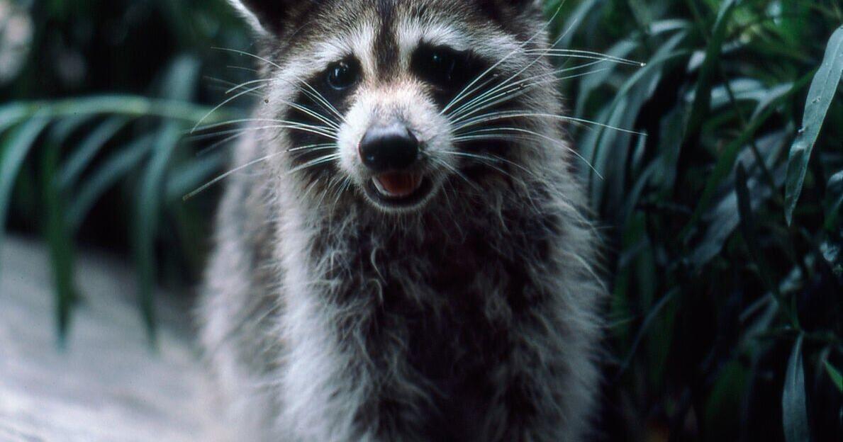 Captured racoon in Nashville tests positive for rabies