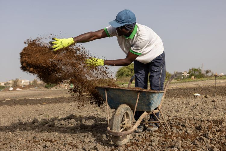 War forces farmers to seek fertilizer alternatives from cow dung to compost  | Business | rockymounttelegram.com