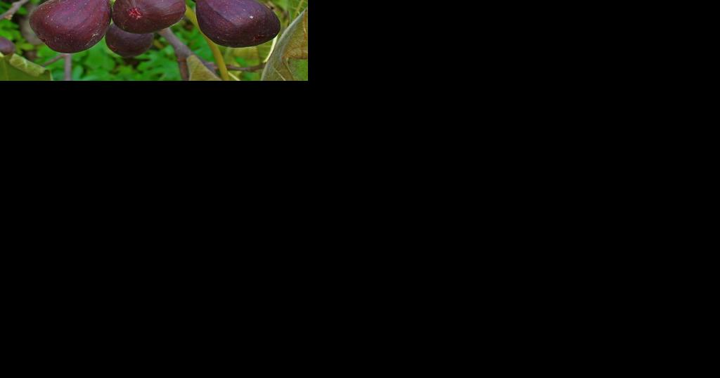 Matthew Stevens: Proper site selection, light pruning help fig trees thrive - Vimarsana News