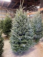 The Christmas tree is a tradition older than Christmas