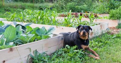 are garden fertilizers safe for dogs