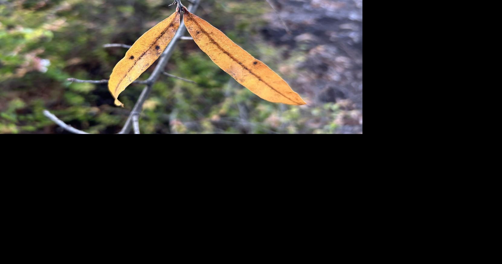 Mystery Plant: Native oak prized as shade tree on streets, in parks ...