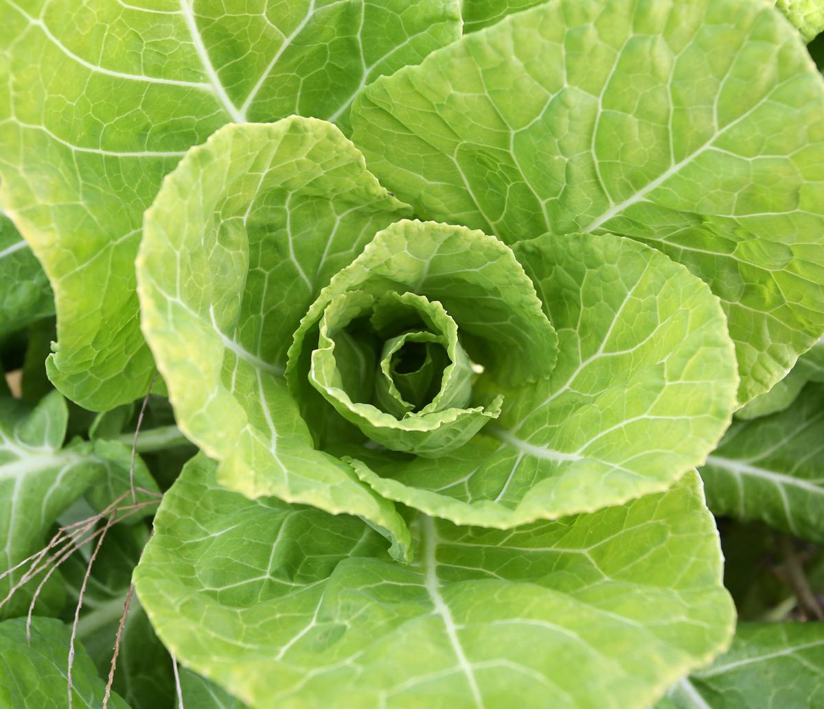 Folks flock to buy heirloom collards Local News