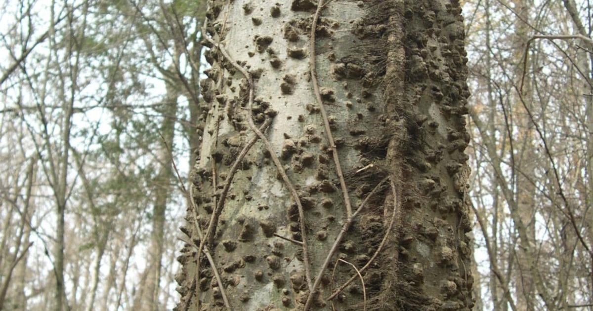 Knoby Tree Roots Mystery Plant: Tree's most distinctive feature is rough, knobby bark ...