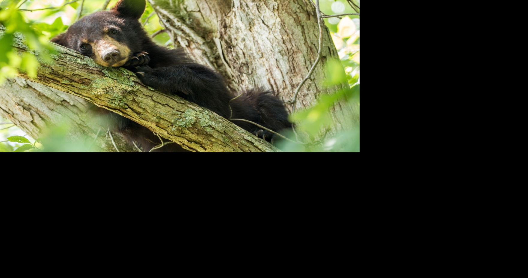 Wildlife agency offers guidance as animal encounters increase in spring ...