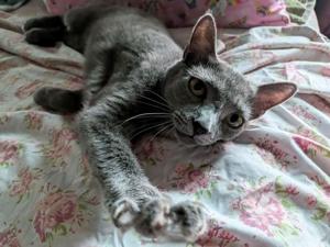 Pet of the Week: August 4