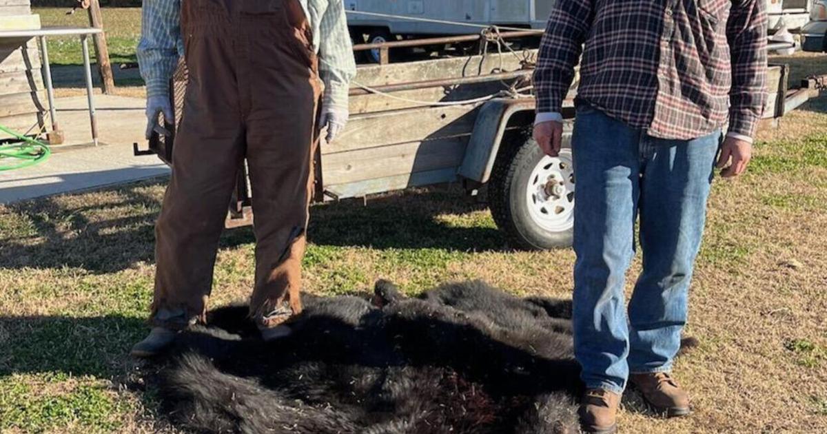 Black bear kill sets Halifax County record Ranked No. 12 in state