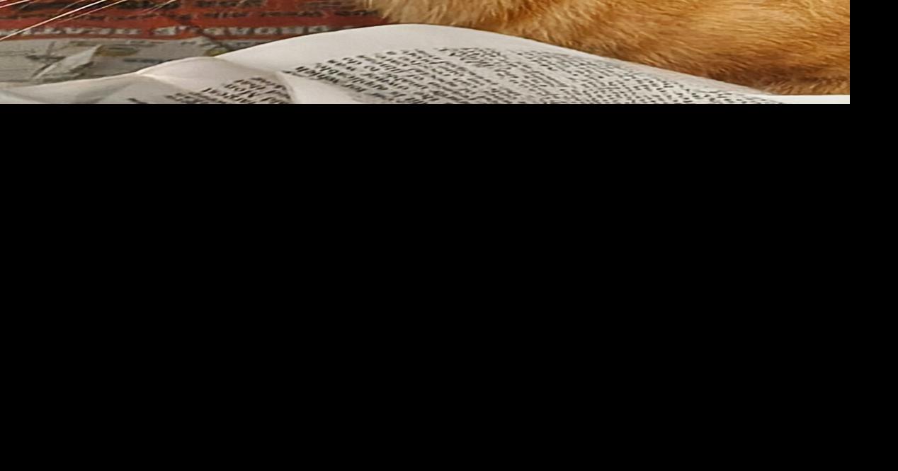 Pet of the Week: September 26
