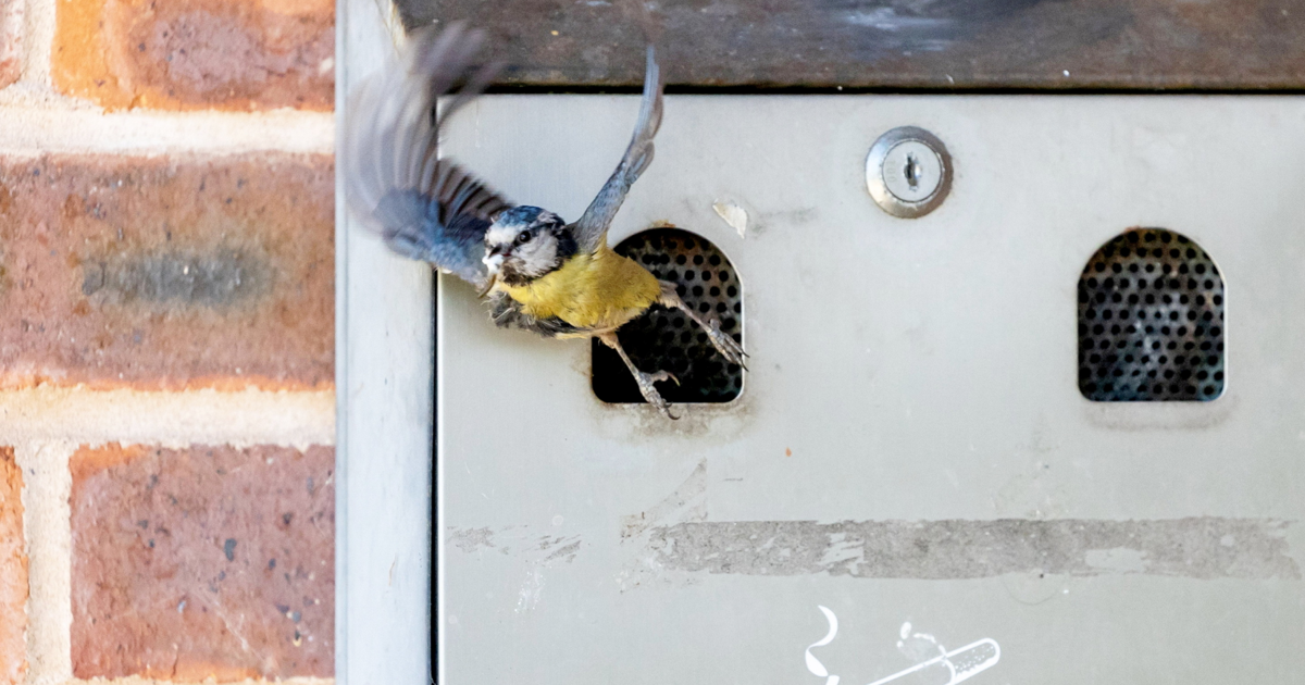 Blue tits set up nest in village’s ashtray | National | rrdailyherald.com
