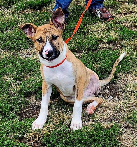 Pet of the Week: October 22-23 | Local News Pet of the Week: October 22-23 | Local News