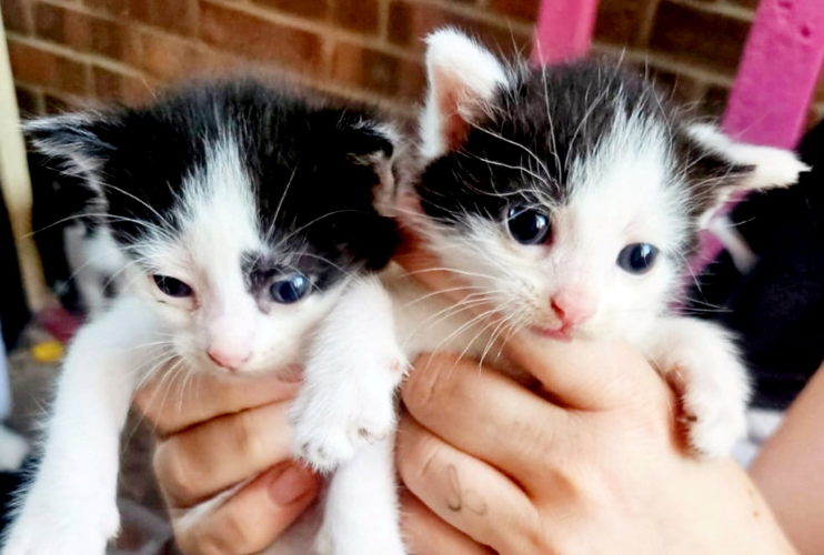 Animal charity warns pet hoarders driving rise in cats needing homes ...