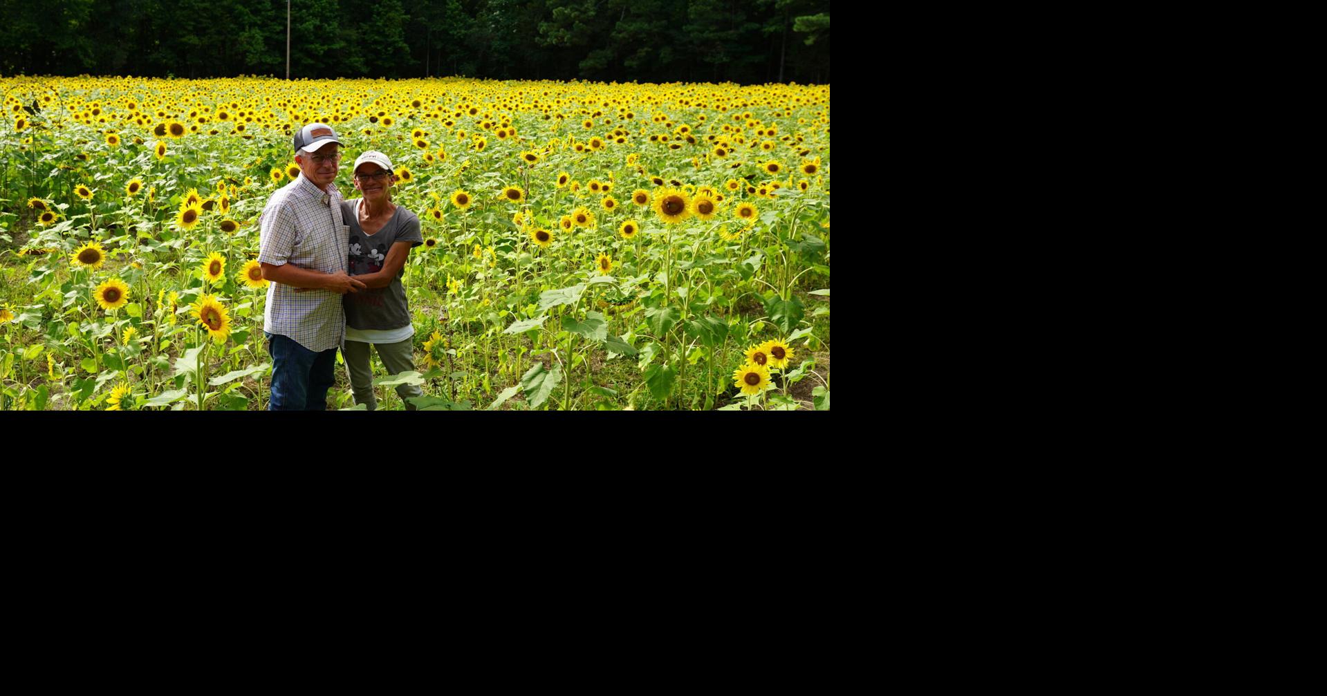 Sunflowers in Halifax County Couple expands to offer field to public