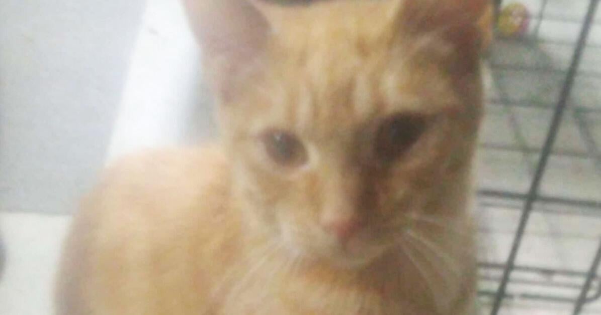 Pet of the Week: March 17