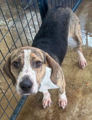 Pet of the Week: July 11